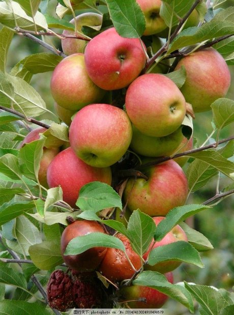 苹果 苹果树图片