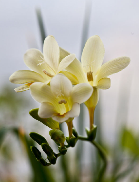 相关搜索 小苍兰花 迷迭香开花 晚香玉花语 小仓兰 白色小苍兰 小雏菊