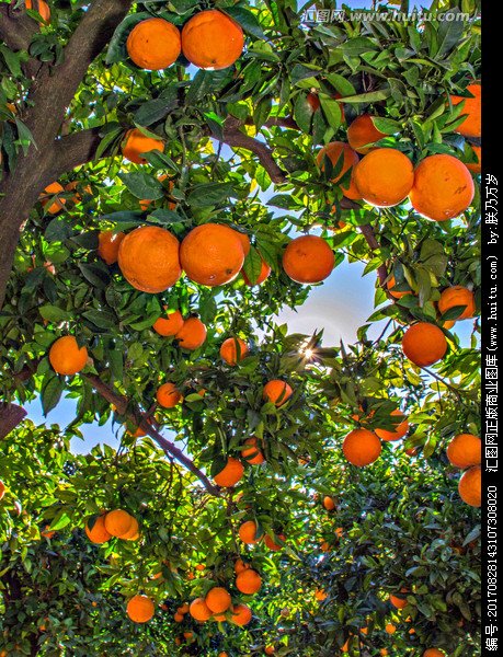 橙子树图片