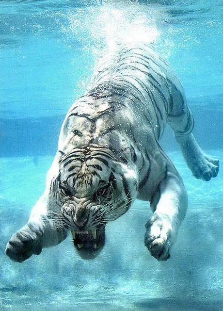 白化,动物,背景,美丽的,孟加拉人,大的,黑色,蓝色,食肉动物,猫,危险