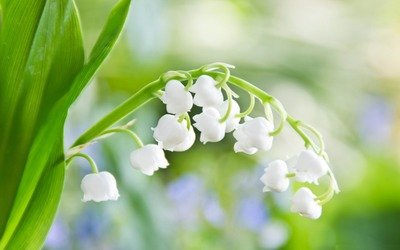 铃兰-鲜花摄影 高清壁纸预览| 10wallpaper.com