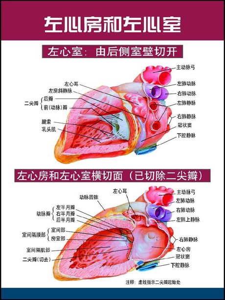 心脏及冠脉血管,心脏传导系统解剖图(高清)ppt_word文档在线阅读与