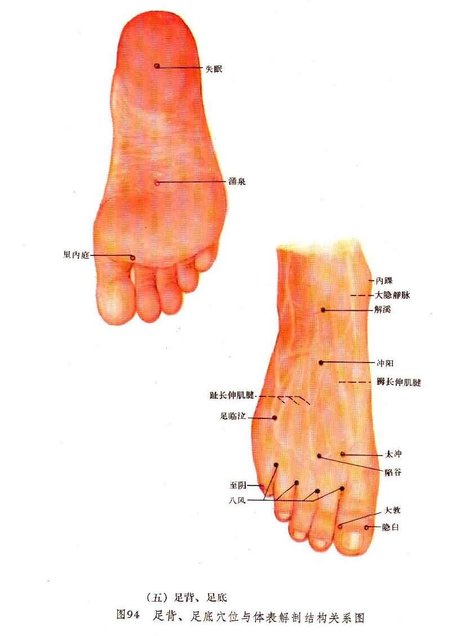 文章  足背, 足底穴位与体表解剖结构关系图