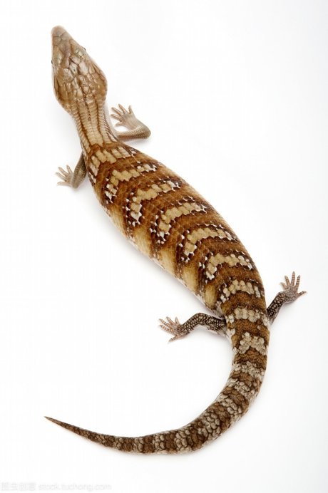 尾巴 长长 的尾巴的 蜥蜴 相关搜索 短尾巴的动物 七彩变色龙 食草
