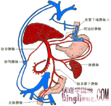 肝脏血流图_360图片