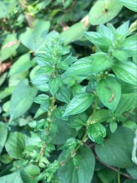 相关搜索 三丫苦 白花益母草 白头翁草图片 火炭母 鸡骨草的图片 狗肝