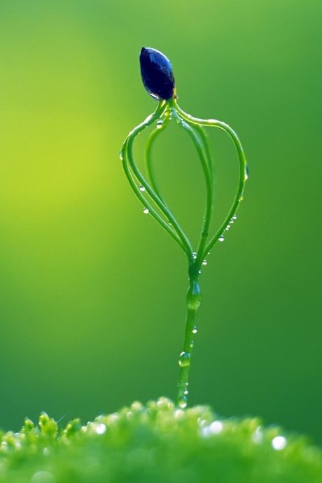 炫彩花舞 植物 苹果手机高清壁纸 640x960_爱思助手