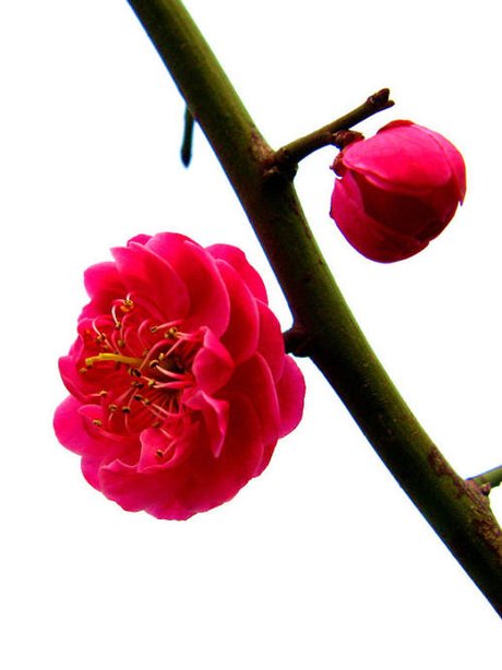红梅花图片大全大图 红梅花高清图片 腊梅花图片唯美 鲜艳的 红梅花