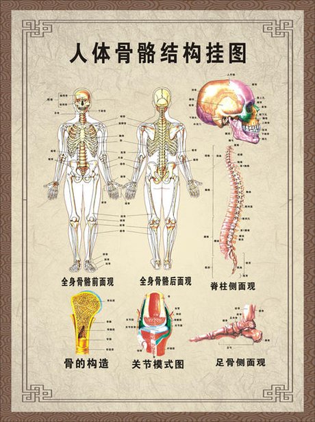 人体骨骼 结构图(彩图)