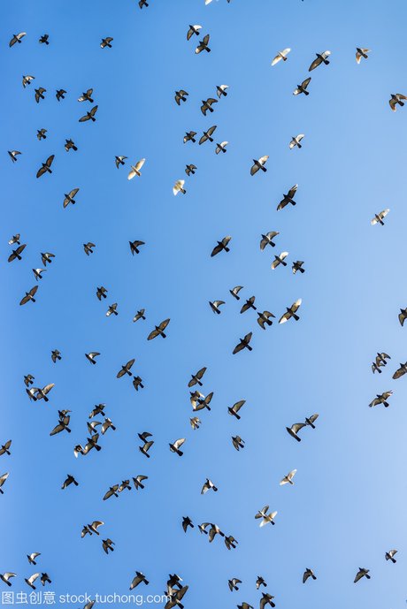 鸽子飞过天空
