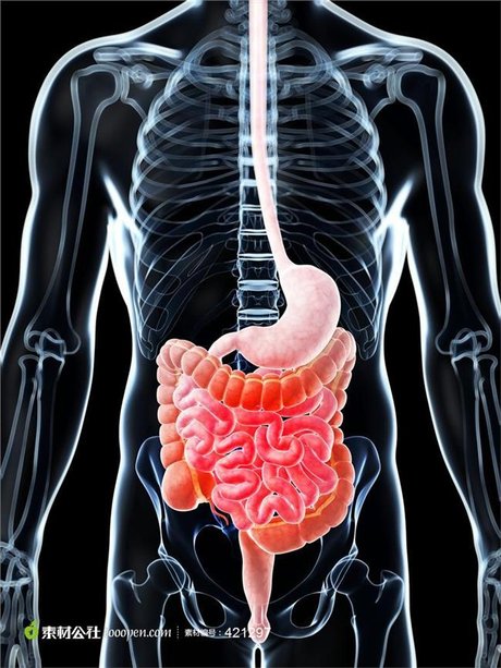 胃的位置在哪 【胃在哪个位置】胃在人体什么部位?