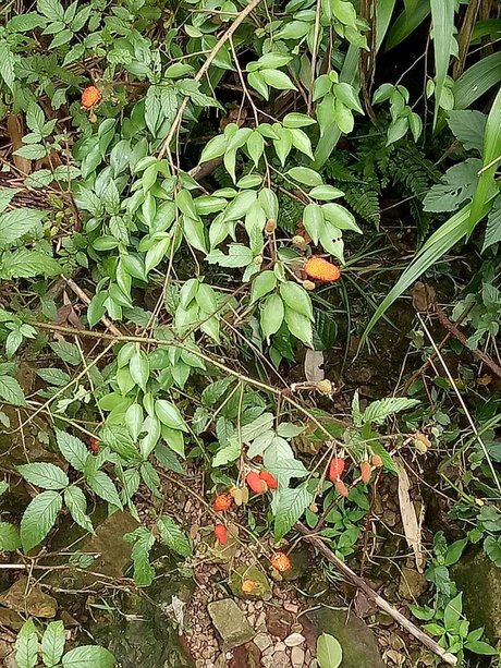 植物标本馆(kun)官方网站 相关搜索 枫香树叶 雪胆 石南藤 大叶柴胡