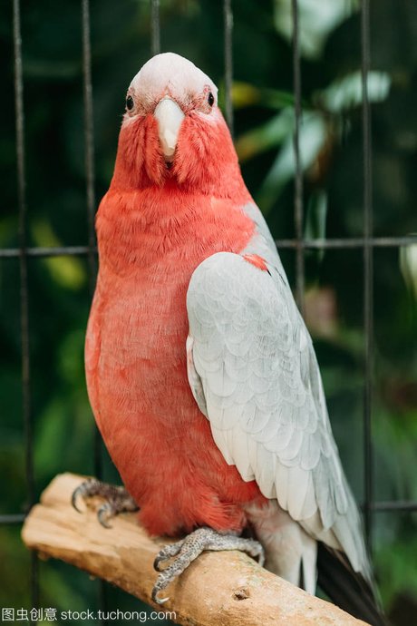 roseicapilla,也被称为玫瑰胸 鹦鹉,粉红 相关搜索 小葵花凤头鹦鹉 蓝