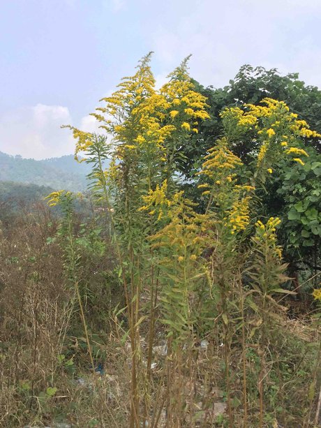 一枝黄花植物 蓝蓝的天空和 一枝黄花 秋麒麟草属, 一枝黄花,秋麒麟