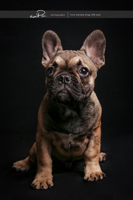 法国斗牛犬卡布达    狗  50mm, 佳能, 上海, 写