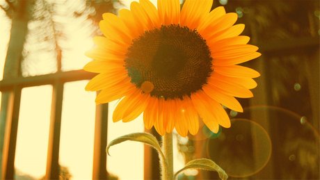 2017年8月太阳 花治愈系 唯美花卉植物 高清日历 唯美向日葵 花高清
