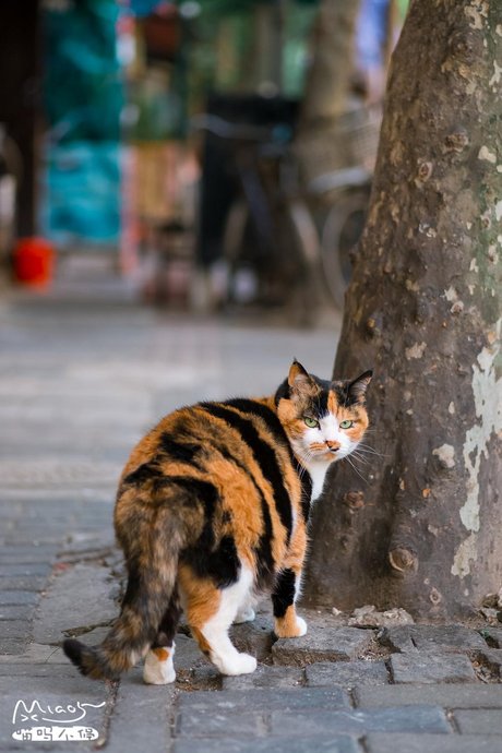 三花猫