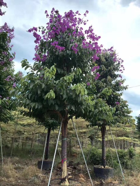 大花紫薇树图片