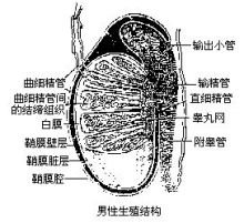 男性的睾丸图片_360图片