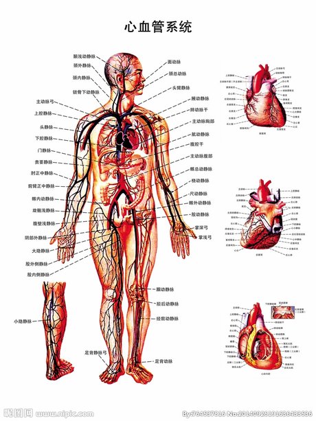 心形,疗法,people,解剖,心脏病学,解剖学,庭院,导管,心,心血管系统
