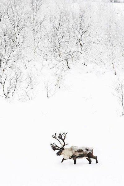 雪鹿