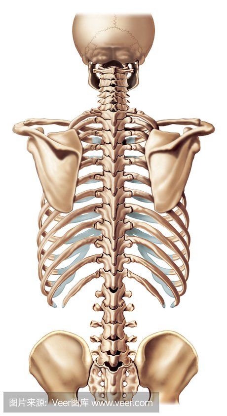 尾椎骨示意图 尾椎骨模型 计数椎骨序数的标志 人的椎骨结构图 腰椎尾