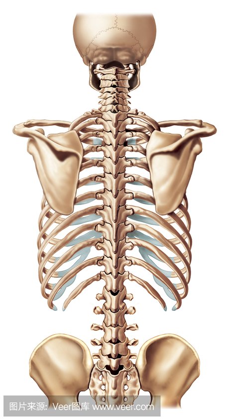 脊椎骨,动物椎骨,胸腔,胸部骨骼 相关搜索 人的尾椎骨图 尾椎骨示意图
