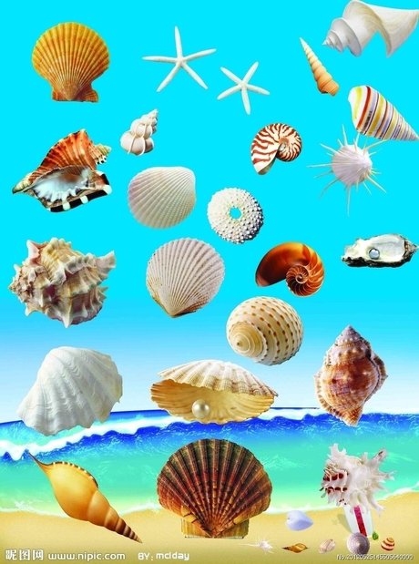 生物-生物  相关搜索 彩色贝壳图片 紫色贝壳图片 贝壳图片大全大图
