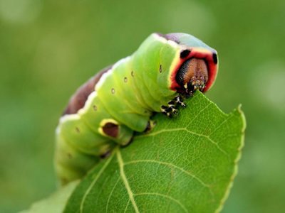 毛虫,毛毛虫,蝴蝶的幼虫,鳞翅目幼虫 毛毛虫蛾在茎上的毛毛虫