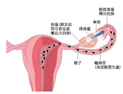 相关搜索 输卵管造影剂逆流 输卵管造影医疗设备 卵巢输卵管结构图