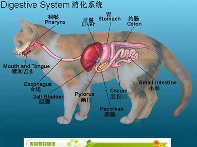 狗狗生理结构图 360图片