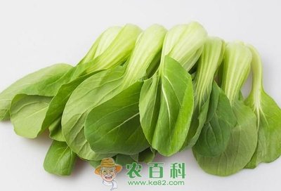 青菜种类菜名图片 360图片