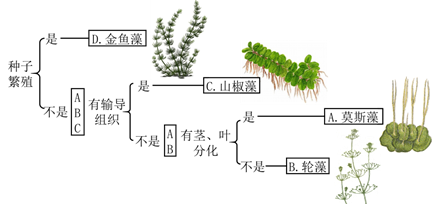 轮藻 360图片