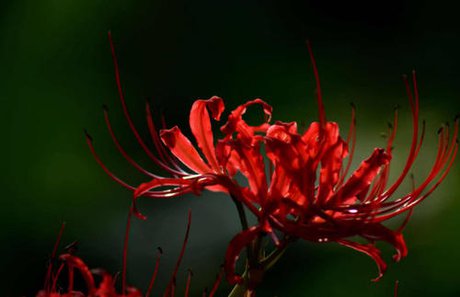 地狱之花 360图片