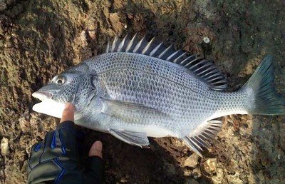 食用海水鱼种类 360图片