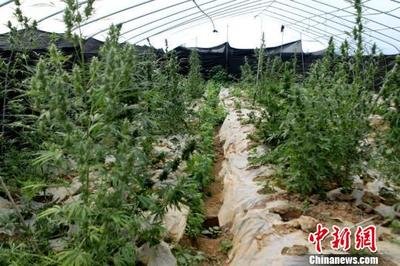 如何室内种植大麻 360图片