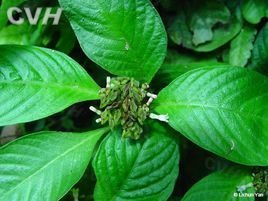 对生蛇根草 360图片