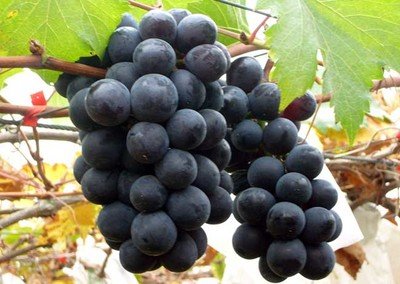 葡萄种植的标准化管理