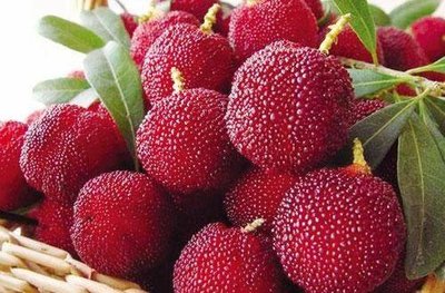 夏季望梅止渴