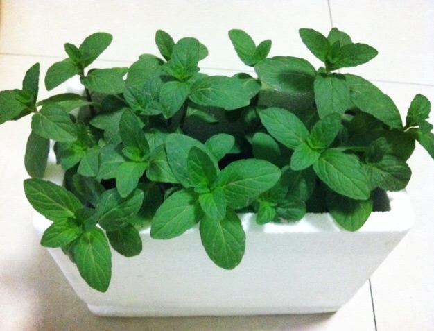 家里种薄荷坏处