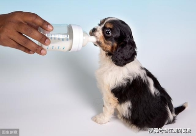 幼犬一天喂几次羊奶粉