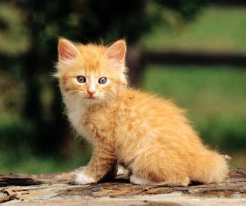 做梦打死猫是什么意思