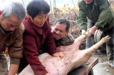杀猪犯法吗