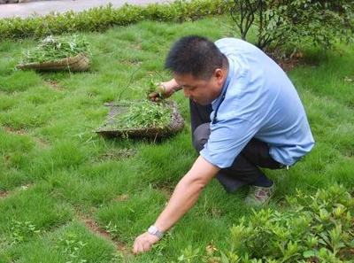 梦见自己在地里拔草