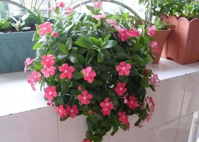室内种什么花好养