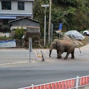 亚洲象生活在哪里