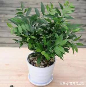 五行缺木养什么植物