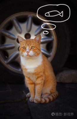 梦见自己把猫往外赶