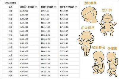 宝宝发育标准