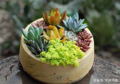 花盆怎么装饰好看